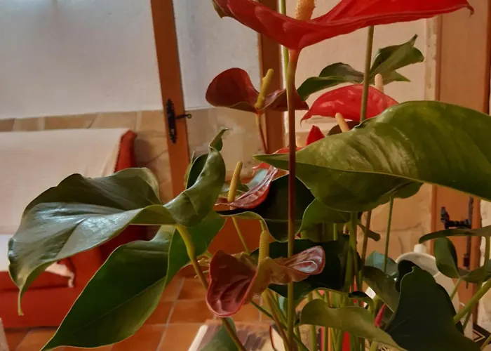 Musas Gastro Accommodatie bij particulieren